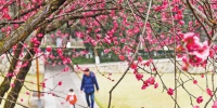 春天来了！三峡广场、北滨路的红梅绿梅陆续盛开 - 重庆晨网