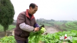 涪陵72万亩青菜头开秤 助农增收20亿元 - 重庆晨网