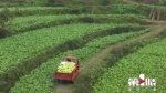 涪陵72万亩青菜头开秤 助农增收20亿元 - 重庆晨网