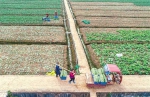 春节期间 重庆蔬菜小幅上涨、肉禽蛋趋稳 - 重庆晨网