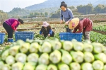 春节期间 重庆蔬菜小幅上涨、肉禽蛋趋稳 - 重庆晨网