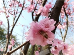 盛开的梅花迎来蜜蜂采蜜。华龙网-新重庆客户端记者 谢鹏飞 摄 - 重庆晨网