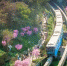 这辆“开往春天的列车”，载着一座城市的希望 - 重庆晨网