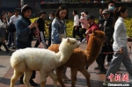 宠物羊驼重庆闹市逛街引围观 - 重庆晨网