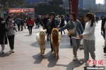 宠物羊驼逛街吸引路人目光。　陈超 摄 - 重庆晨网