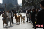 市民牵着羊驼逛街吸引民众目光。　陈超 摄 - 重庆晨网