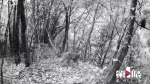 红外摄像仪影像公布：豹猫、鬣羚等7种保护动物频频露脸大巴山 - 重庆晨网