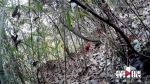 红外摄像仪影像公布：豹猫、鬣羚等7种保护动物频频露脸大巴山 - 重庆晨网