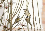 在春天的第一场“雪”里 和鸟儿约会吧 - 重庆晨网