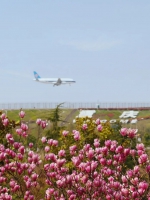 不止是列车！重庆“开往春天的飞机”也很美 - 重庆晨网