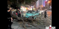 行道树倒下砸中车辆，这事该谁负责？ - 重庆晨网