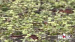“植物大熊猫”荷叶铁线蕨在万州人工繁育取得成功 开始探索野外回归试验 - 重庆晨网