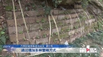 “植物大熊猫”荷叶铁线蕨在万州人工繁育取得成功 开始探索野外回归试验 - 重庆晨网