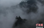 图为山间雨雾缭绕的壮观景象好似一幅水墨画。　周毅 摄 - 重庆晨网