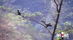 黑叶猴全球现存数量不到3000只 150多只安居重庆金佛山 - 重庆晨网