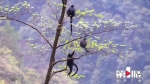 黑叶猴全球现存数量不到3000只 150多只安居重庆金佛山 - 重庆晨网