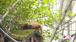 野生猕猴现身居民小区，耍了两个星期每天都来 - 重庆晨网