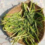 笋壳青菜，是叶用芥菜的一种。晾晒，是制作冲菜的第一步 。 - 重庆晨网