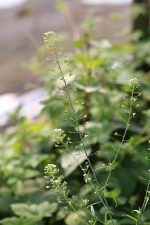  荠菜开花后就不好吃了 - 重庆晨网