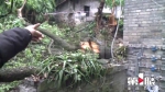 大风刮断六十多年大树 管理部门紧急处理 - 重庆晨网