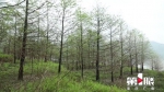 “十四五”期间 重庆将完成营林任务1500万亩 - 重庆晨网