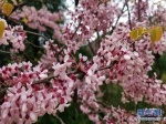 四月紫荆漫三峡 来赴一场“云霞”之约 - 重庆晨网
