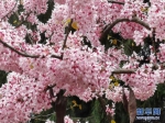四月紫荆漫三峡 来赴一场“云霞”之约 - 重庆晨网