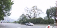 200多岁的黄葛树这样查 探访全市第5次城市古树名木普查 - 重庆晨网