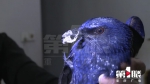 市民捡到受伤鸟儿 名字和颜色很独特 - 重庆晨网
