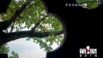 重庆农妇拍短视频走红：用质朴的视觉语言，记录她眼中的美好 - 重庆晨网
