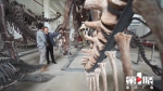 化石“猎人” 古生物学家代辉：重庆境内很多地方都有恐龙的化石和遗迹 - 重庆晨网