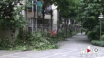 小区十几棵大树被砍：物管和业主都不承认 街道已展开调查 - 重庆晨网