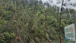 狂风暴雨致重庆100余亩森林被毁 部分地区道路通行严重受阻 - 重庆晨网