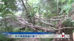 大风刮倒10多棵大树 都倒向了老宅…… - 重庆晨网