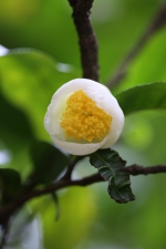 茶，学名Camellia sinensis，山茶科山茶属。 - 重庆晨网