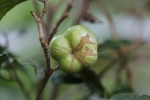 茶树的果实 - 重庆晨网