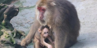 动物母子的母亲节 - 重庆晨网