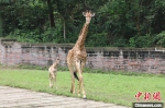 图为长颈鹿妈妈带着孩子在室外散步。　王成杰 摄 - 重庆晨网
