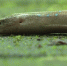缙云山首次采集到濒危物种“哈氏脆蛇蜥”活体 - 重庆晨网