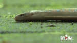 缙云山首次采集到濒危物种“哈氏脆蛇蜥”活体 - 重庆晨网