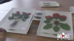 跟活的一样 重庆首批植物包埋标本将向公众展出 - 重庆晨网