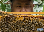 新华全媒+丨小蜜蜂酿造乡村甜蜜生活 - 新华网