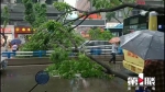 行道树轰然倒下 砸中路上两车 - 重庆晨网
