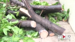 行道树轰然倒下 砸中路上两车 - 重庆晨网
