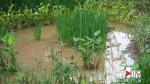 小雨不积水大雨不内涝 九龙坡首个“海绵”城市公园投用 - 重庆晨网