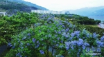 初夏时节 长江之畔上演“紫色浪漫” - 重庆晨网