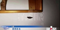 3500元网上订套房 一进门遭遇“昆虫总动员” - 重庆晨网