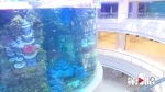 逛商场也能体验深潜！超大海洋馆即将亮相观音桥 - 重庆晨网