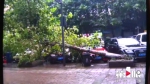风刮倒大树砸坏四五辆车 树：我有保险 - 重庆晨网