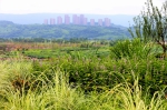 广阳湾生态修复首个绿地建成 市民观景休闲又有好去处 - 重庆晨网
